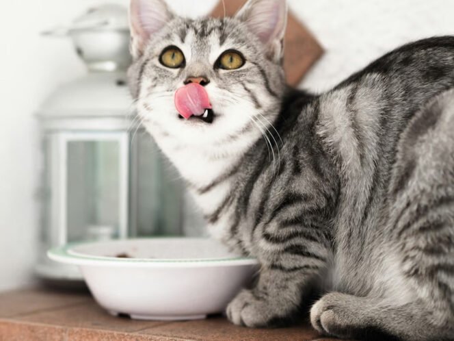 
					Berikut Ini Porsi Wet Food Harian untuk Kucing