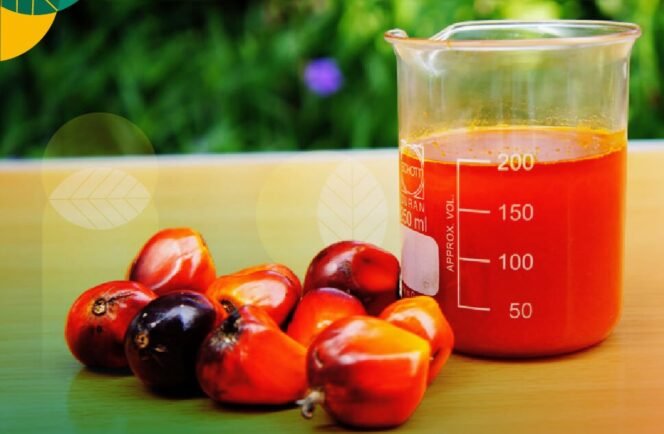 
					Minyak Sawit Merah Kaya Nutrisi Untuk Dukung Kesehatan Tubuh