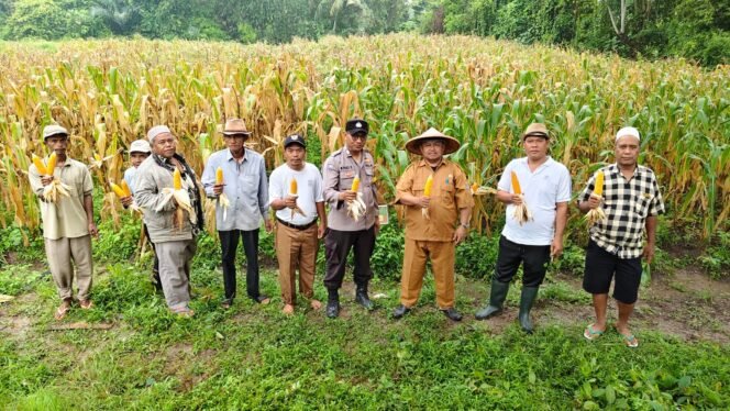 
					Panen Jagung di Cipaeh, Kades Saripudin dan Kapolsek Kresek Dorong Program Ketahanan Pangan