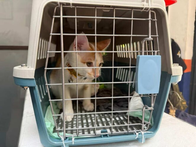 
					KAI Logistik Catat 13.435 Pengiriman Hewan Saat Ramadan – IdulFitri