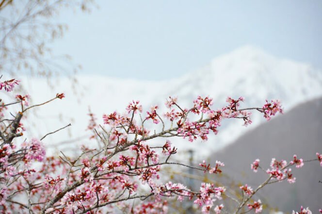 
					Miracle of Snow & Cherry Blossoms : Exclusive Experience of “Snow Walls” and “Spring Snow Play” in Otari Village, Nagano
