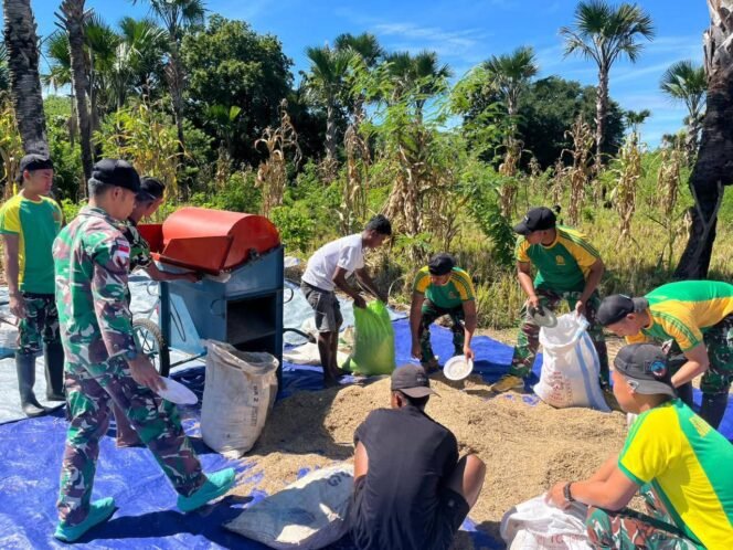 
					Satgas Pamtas Yonarhanud 2 Kostrad Bantu Panen Padi Warga Diperbatasan