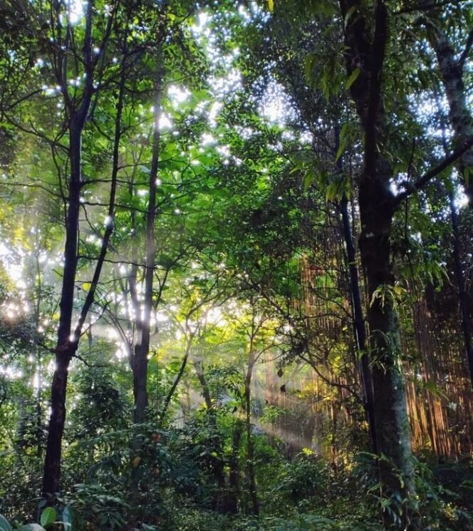 
					Hutan Kota UI, Surga Biodiversitas di Selatan Jakarta di Tengah Ancaman Spesies Invasif dan Sampah?