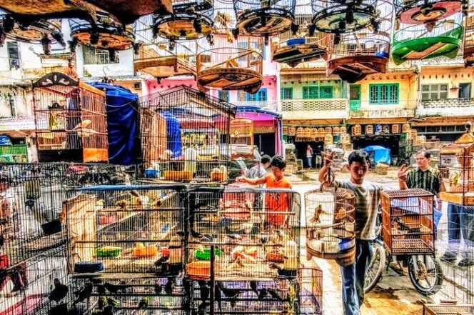 
					Kicau Mania Picu Ancaman Kepunahan Burung Liar