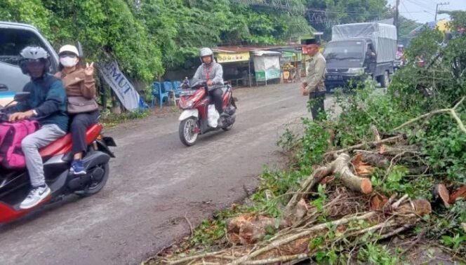 
					Hujan Deras Sebabkan Pohon Beringin Tumbang, Jalan Pantai Labu Sempat Terputus