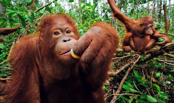 
					Krisis Hutan dan Ancaman Konflik Satwa Liar