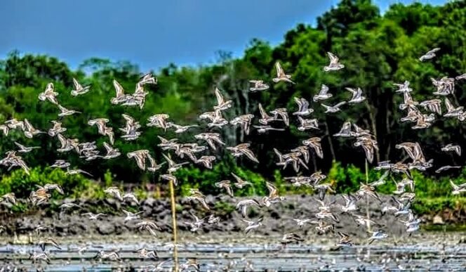 
					Hari Migrasi Burung Sedunia: Pesan Alam dari Jalur Migrasi Global
