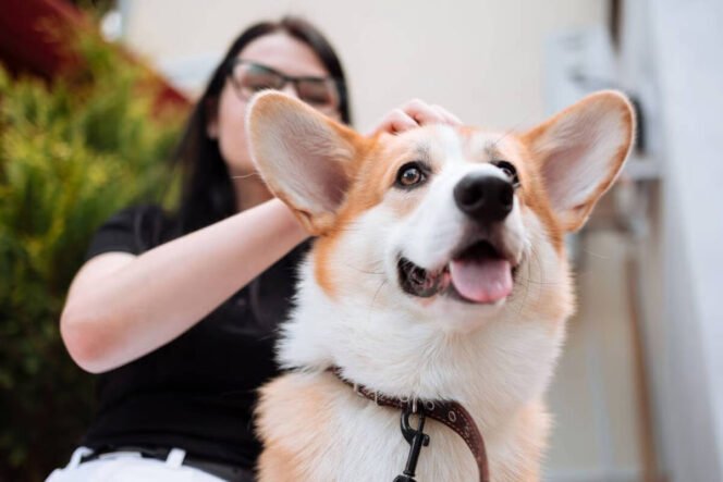 
					10 Ras Anjing Menggemaskan yang Ramah dan Mudah Dirawat di Rumah