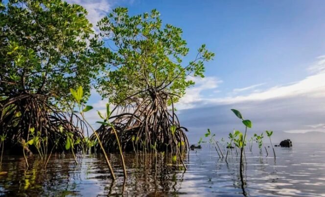 
					Hari Laut Sedunia: Menjaga Karbon Biru, Menjaga Masa Depan Pesisir Indonesia