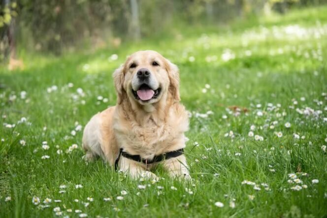 
					Kenali Anjing Labrador dari Karakter, Sifat, Sampai Cara Merawatnya