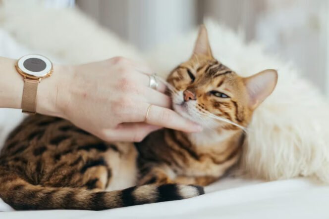 
					Kandungan Obat Jamur Kucing yang Penting Diperhatikan